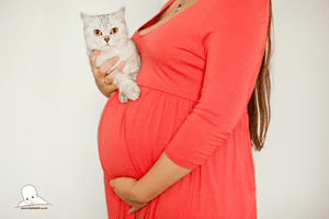 can cats sense pregnancy