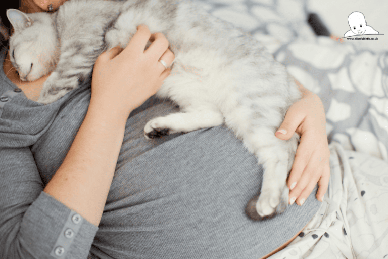 clingy cat to pregnant owner